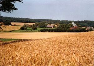 Blick ber Kornfelder auf Neuwhren I und II